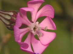 Silene colorata