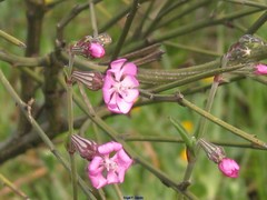 Silene colorata