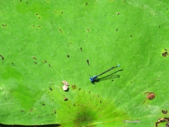 Argia gaumeri