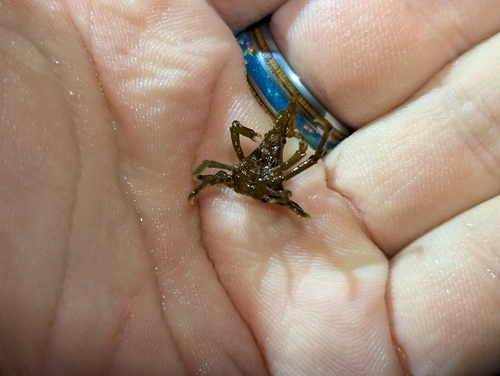 simple collector crab