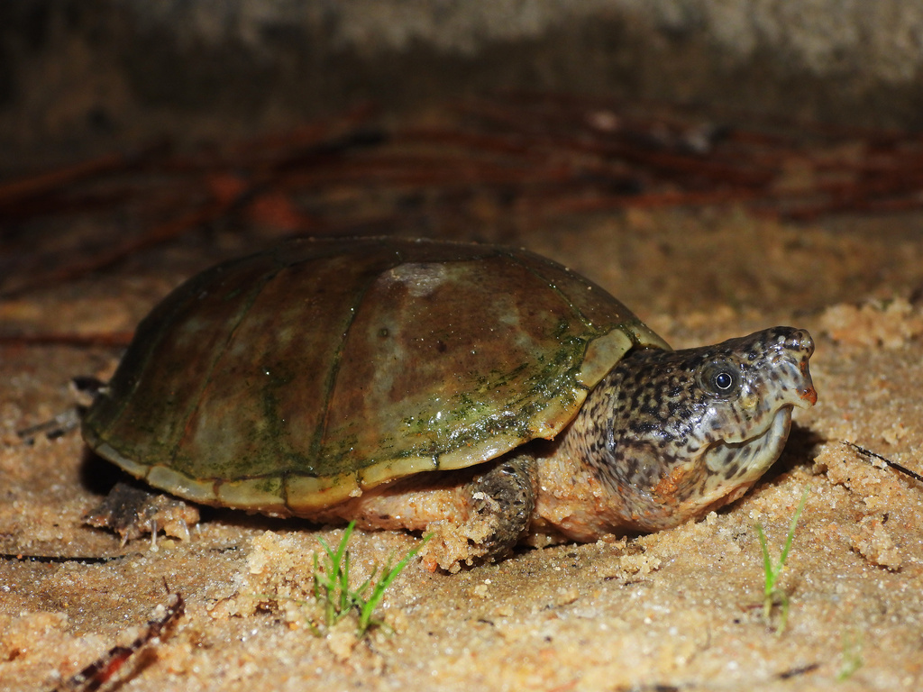 Intermediate Musk Turtle