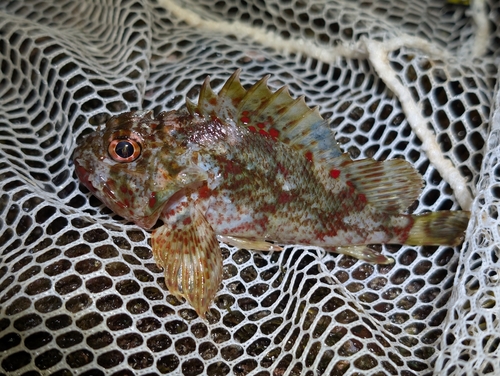 Spotfin Scorpionfish