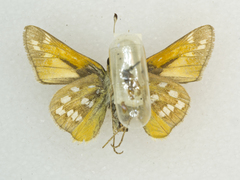 Hesperia pahaska martini