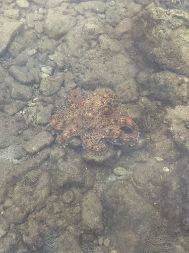 Octopus vulgaris
