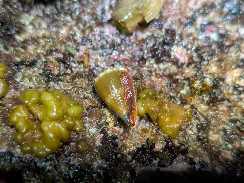 Conus lividus observed 2025-11-30