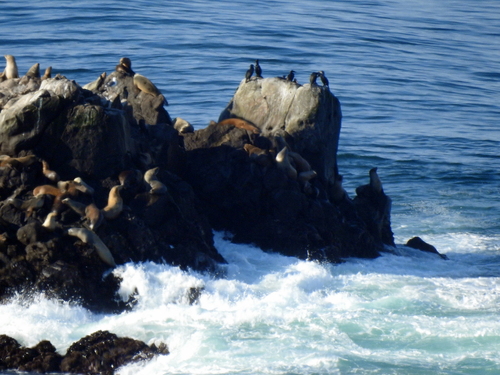 iNaturalist observation photo of California Sea Lion