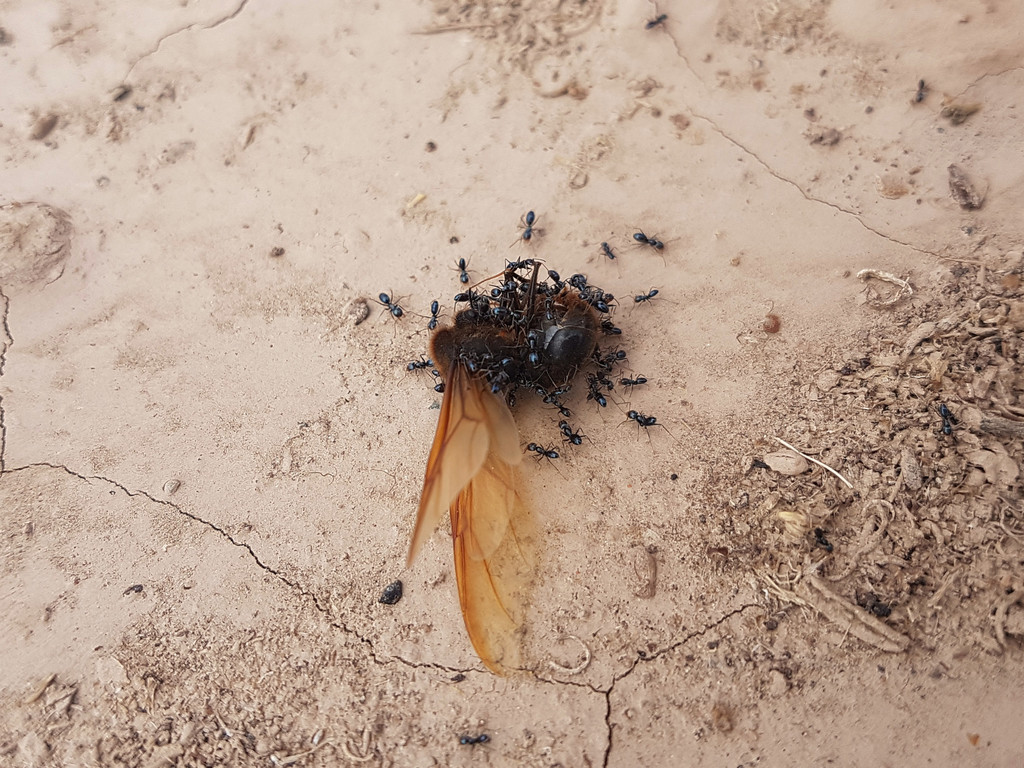 Forelius chalybaeus
