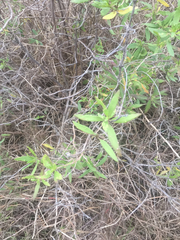 Myricaceae