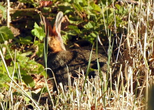 iNaturalist observation photo of Brush Rabbit