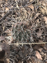 Opuntia tortispina