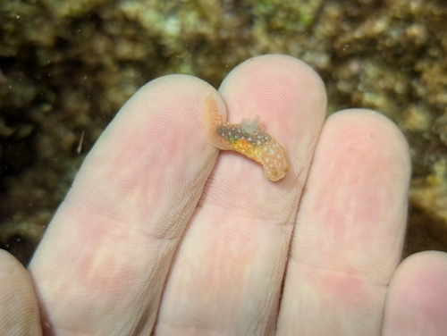Gymnodoris okinawae, 2025-11-30