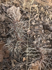 Opuntia tortispina