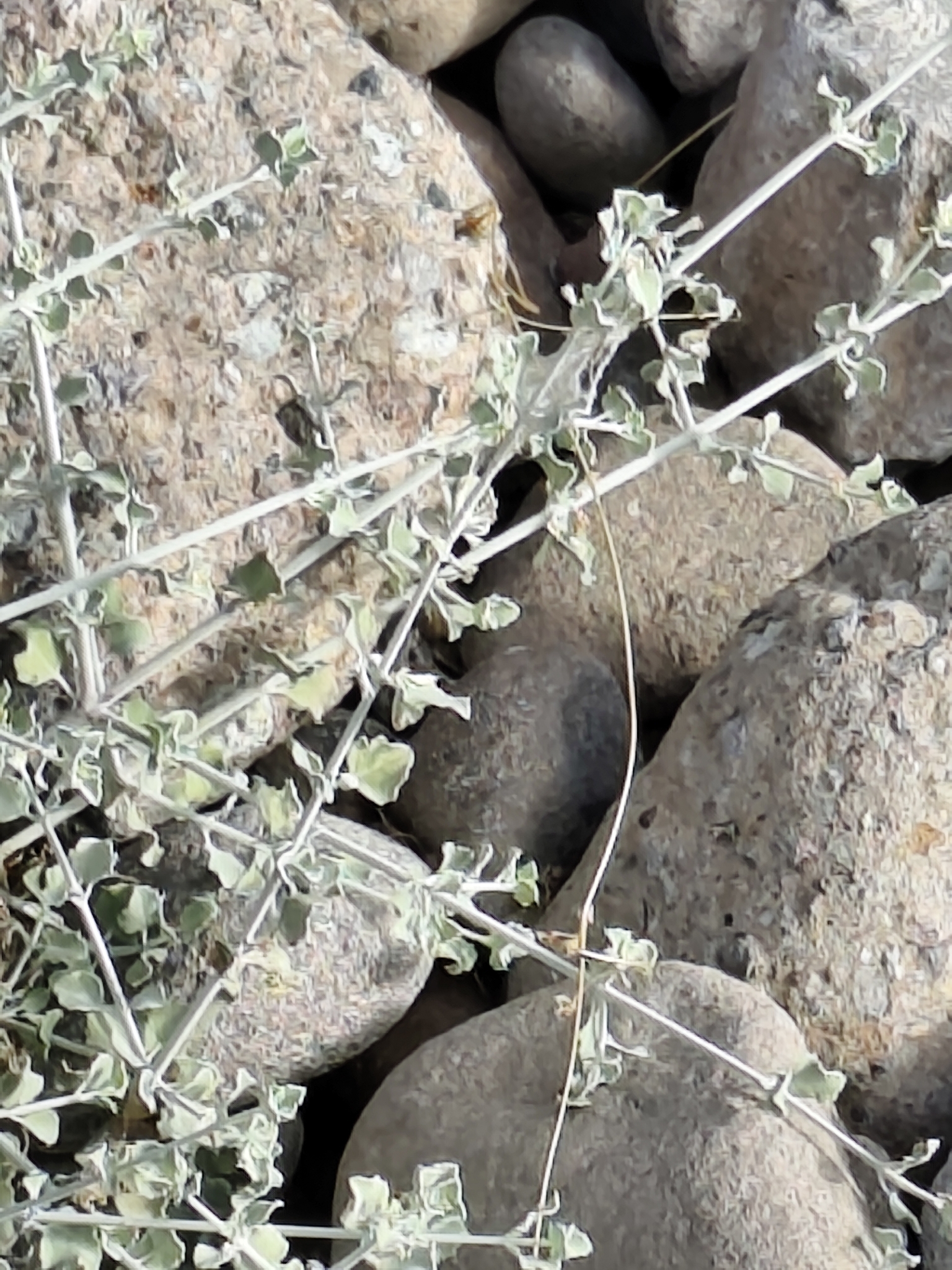 Condea anitae
