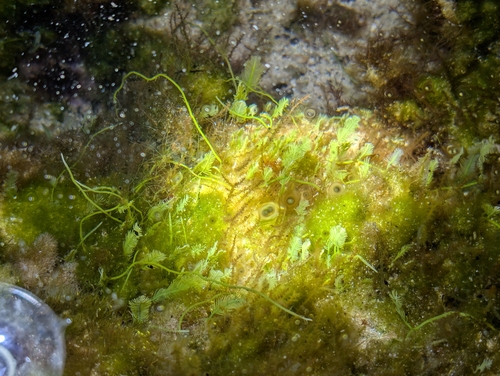 Caulerpa sertularioides observed 2025-11-30