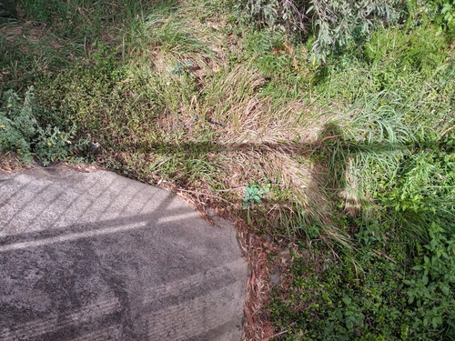 Red-bellied Black Snake sighting