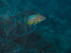 Paracheilinus flavianalis