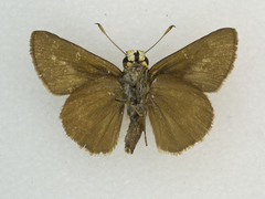 Euphyes vestris kiowah