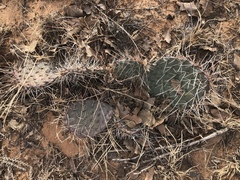Opuntia tortispina