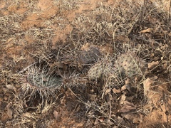 Opuntia tortispina