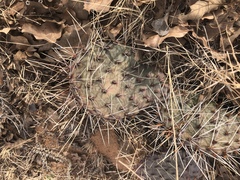 Opuntia tortispina