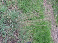 Dactylis glomerata hispanica