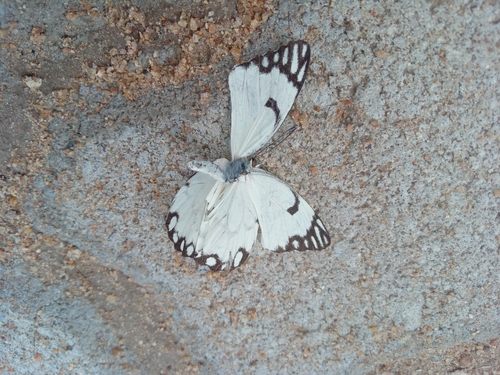 Brown-veined White