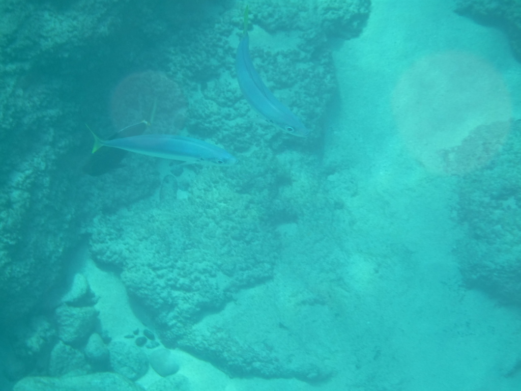 Mackerel scad