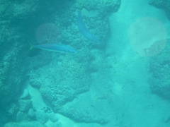 Decapterus macarellus