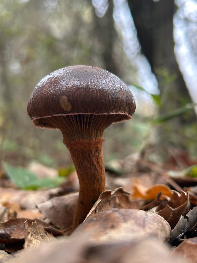 Chroogomphus vinicolor · November 2025 · photo: © nettiecat (iNaturalist, cc-by)