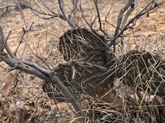 Opuntia tortispina