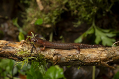 Tico Salamander photo 5