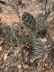Opuntia tortispina