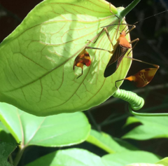 Anisoscelis podalicus