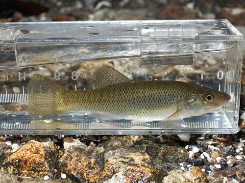 Fundulus seminolis Girard, 1859