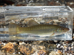 Seminole Killifish photo 1