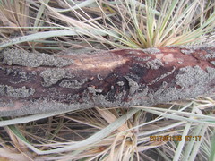 Mesites pallidipennis