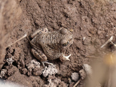 Pleurodema nebulosum