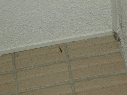 Dolichopeza candidipes