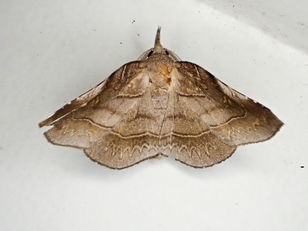 Orthozancla rhythmotypa