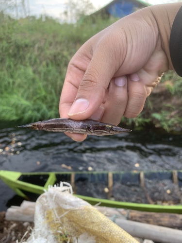 Luciocephalus pulcher