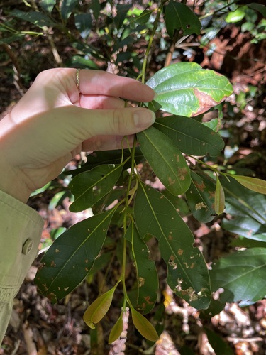 Cryptocarya glaucescens observed 2025-12-01