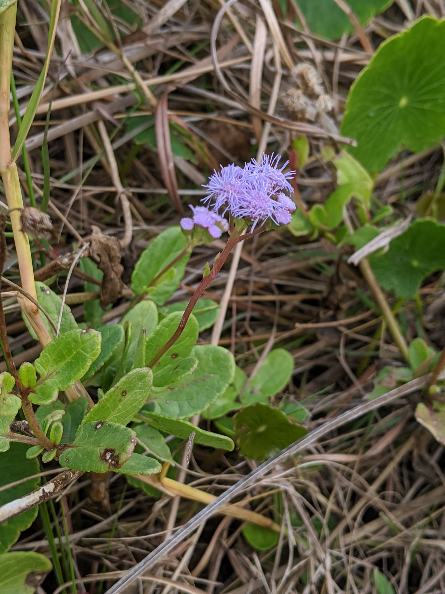 Conoclinium betonicifolium