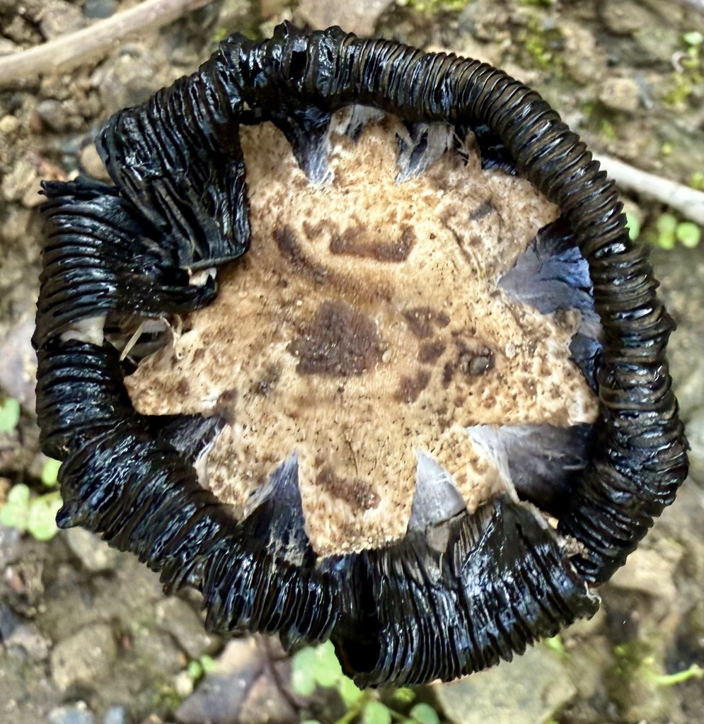 Coprinus calyptratus · November 2025 · photo: © hllrnnr (iNaturalist, cc0)