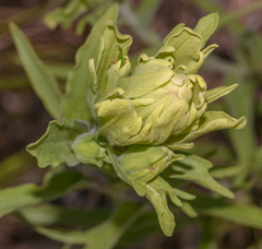 Castilleja lutescens