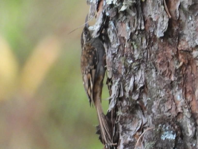 Hume's Treecreeper