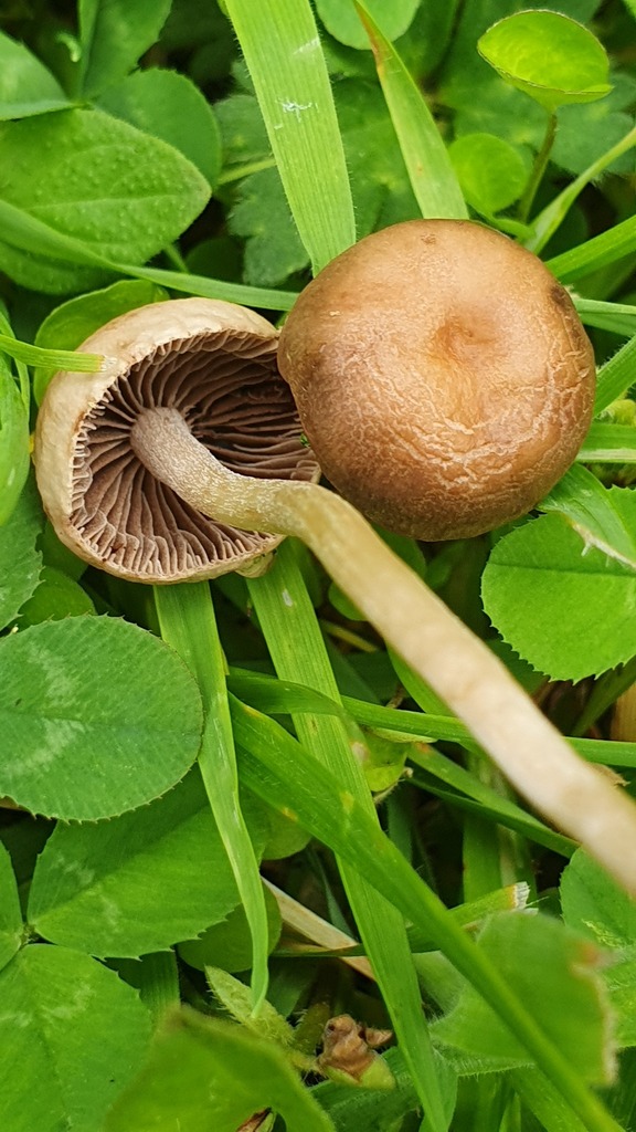Panaeolus foenisecii · December 2025 · photo: © rgpowlesland (iNaturalist, cc-by-nc)