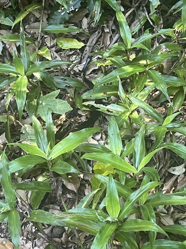 Eastern Small-eyed Snake sighting