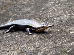 Eutropis madaraszi