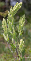 Castilleja lutescens