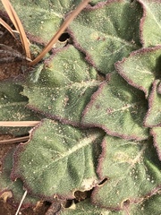 Oenothera engelmannii
